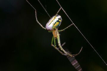 Green spider on web with black backgroun