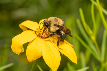 Bumblebee pollinating a yellow flower