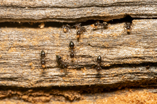 Crematogaster ants excavating nest in wood