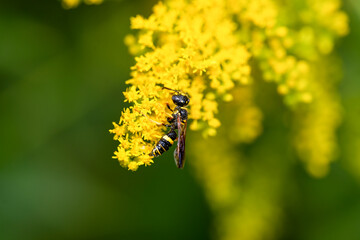Closeup of wasp on goldenrod flowers