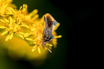 Ambush bug on goldenrod flowers