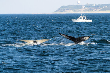 Humpback whales diving into sea