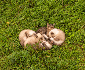 Five cats sleeping together on green grass forming a heart shape