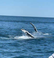 Whales waving to boat tour in Gloucester, MA