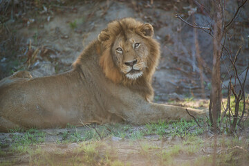lion in the grass