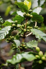 A detailed shot of a plant's foliage, ideal for use in botanical or educational contexts
