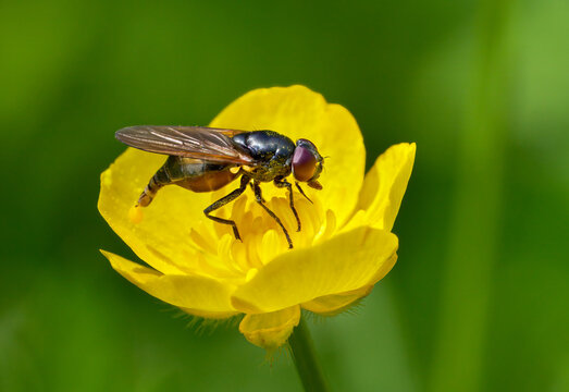 Wei&szlig;fu&szlig;-Erzschwebfliege (Cheilosia albitarsis) Weibchen scheidet Exkremente in einer gelben Hahnenfu&szlig; Bl&uuml;te aus - Baden-W&uuml;rttemberg, Deutschland
