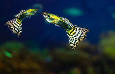 The guppy aquarium fish swims. Two fish male.  Latin name Poecilia reticulata.