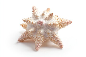 A detailed view of a starfish's texture and shape, isolated on a clean white background