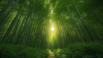 Obraz premium A serene bamboo forest path illuminated by sunlight, inviting exploration and tranquility.
