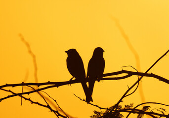 Silhouette of a pair of Grey Hypocolius, Bahrain