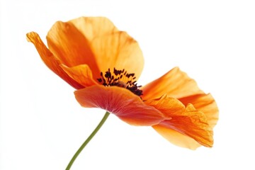 Naklejka premium A single orange flower sits alone on a white background