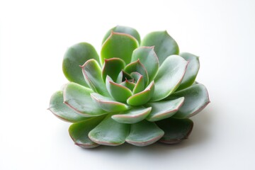 Fototapeta premium A close-up shot of a plant on a white surface, suitable for medical or scientific illustrations