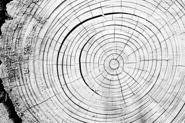 Obraz premium A single tree stump in a natural setting