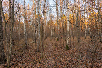 Obraz premium birch trunks and fallen leaves in the autumn forest in the evening