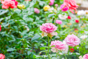 Fototapeta premium Multicolored rose in flower garden,Сolorful roses in rose garden,English roses of different colors in english garden.