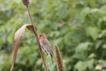 This stunning image features a male Common Rosefinch perched gracefully on a branch, its vibrant crimson plumage contrasting beautifully with the natural greenery around it. Native to Eurasia