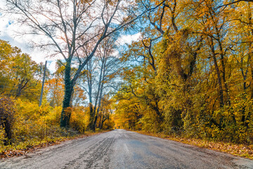 Obraz premium Empty asphalt road among yellow autumn trees in the forest