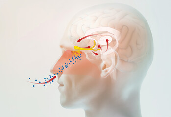 Sense of smell, illustration of the olfactory region, medically illustration