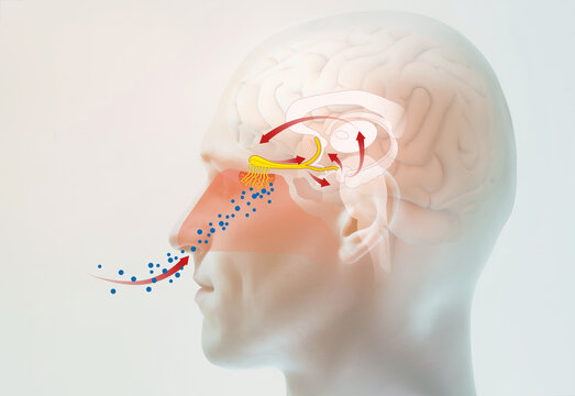 Sense of smell, illustration of the olfactory region, medically illustration