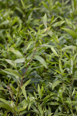 Fototapeta premium Tree nursery in Kpalime, Togo