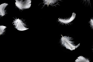 Obraz premium White feather isolated on a black background.