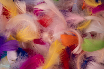 Colorful feather background, top view.