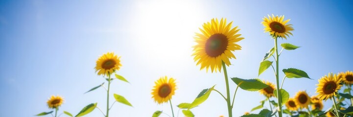 Obraz premium Bright sun shining down casting long shadows on a field of blooming sunflowers, warm, landscape