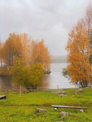 Obraz premium Misty autumn morning at a peaceful lake shore, featuring vibrant orange birch trees, calm water, and a green meadow. The tranquil atmosphere is highlighted by a bench and a wooden fence, creating a se