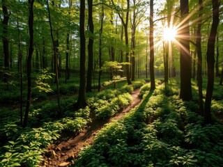 Fototapeta premium Lush green forest background with sunlight filtering through the dense canopy, peaceful, trees