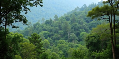 Fototapeta premium Lush green forest background with tall trees, ferns, and a gentle stream, environment, forest