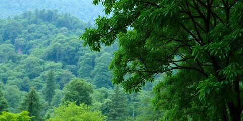 Fototapeta premium Lush green forest with tall trees, a variety of plant life, and a canopy of leaves creating a natural background, environment, plant life