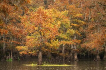 Obraz premium Autumn's Golden Embrace on the Lake