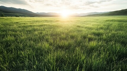 A vast, green meadow stretches towards the horizon, illuminated by a golden sunset, evoking feelings of peace and freedom, with the sun's rays gently touching the grass.