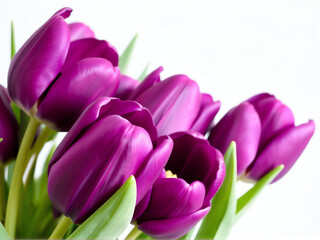Obraz premium Purple tulips elegantly arranged against a clean white background, showcasing their vibrant color and delicate petals.