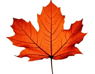 Obraz premium Vibrant Red Maple Leaf Representing Autumn Season and Change
