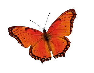 Obraz premium Radiant Orange Butterfly with Striking Pattern against Dark Background