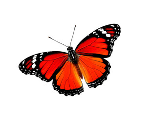 Fototapeta premium vRadiant Monarch Butterfly with Bright Orange and Black Wings in Motion