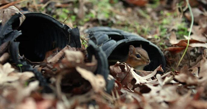 Telephoto shot of a chipmunk emerging from a drainpipe in a back yard in Chapel Hill, North Carolina in winter, with audio