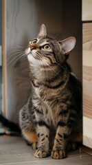 A Curious Tabby Cat Looking Upward in a Home Interior