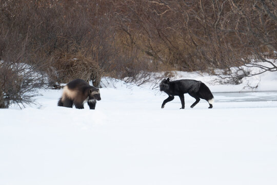 Wolverine and silver fox on a lake