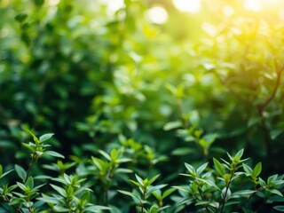 Obraz premium A serene green background with soft light filtering through, creating a calming and peaceful atmosphere, meditation, foliage