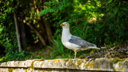 ptaki  chorwacja turysta krajobraz morze piękne widoki  © Tymoteusz