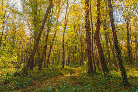 Walking path in yellow autumn forest among dense trees