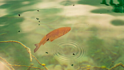 ryby wodospady park narodowy chorwacja turysta krajobraz morze piękne widoki  © Tymoteusz