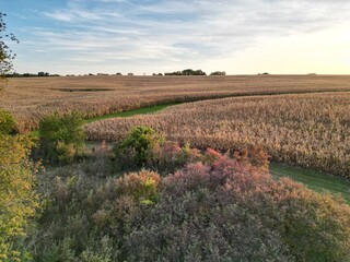 Fototapeta premium Looking out onto a field of corn on a beautiful fall day from above. The green of the buffer strips contrasts with the brown of the dried corn.