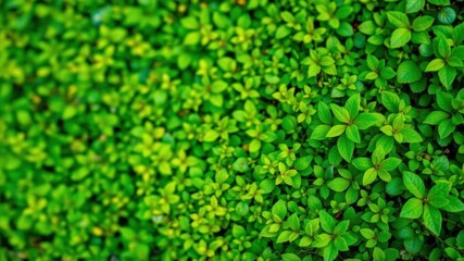 A vibrant green background with a slightly blurred effect, perfect for adding a pop of color to any design project, background, organic