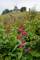 Fototapeta premium View on grand cru Champagne vineyards near Moulin de Verzenay, rows of pinot noir grape plants in Montagne de Reims near Verzy and Verzenay, Champagne, France