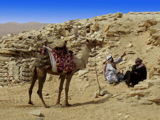 Egypte, chameau sur le site de Saqqarah 