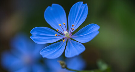Fototapeta premium Blue flower in the garden